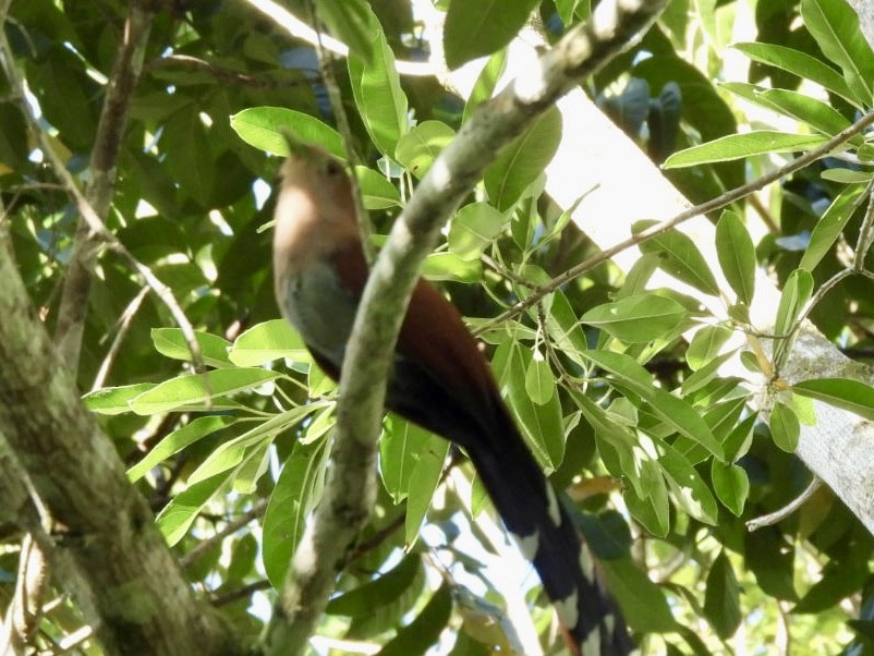 Common Squirrel-Cuckoo - ML646547949