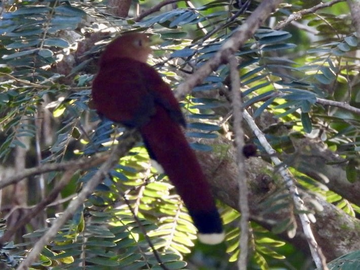 Common Squirrel-Cuckoo - ML646547950