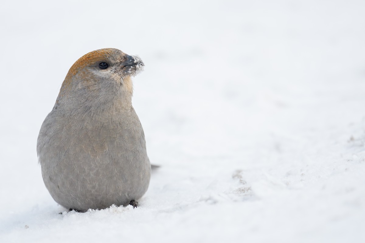 Pine Grosbeak - ML646547953