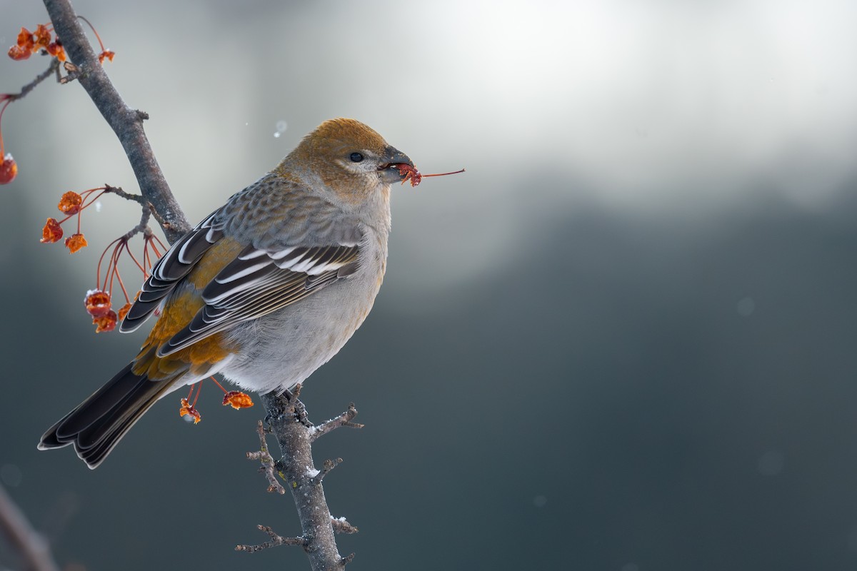 Pine Grosbeak - ML646547954