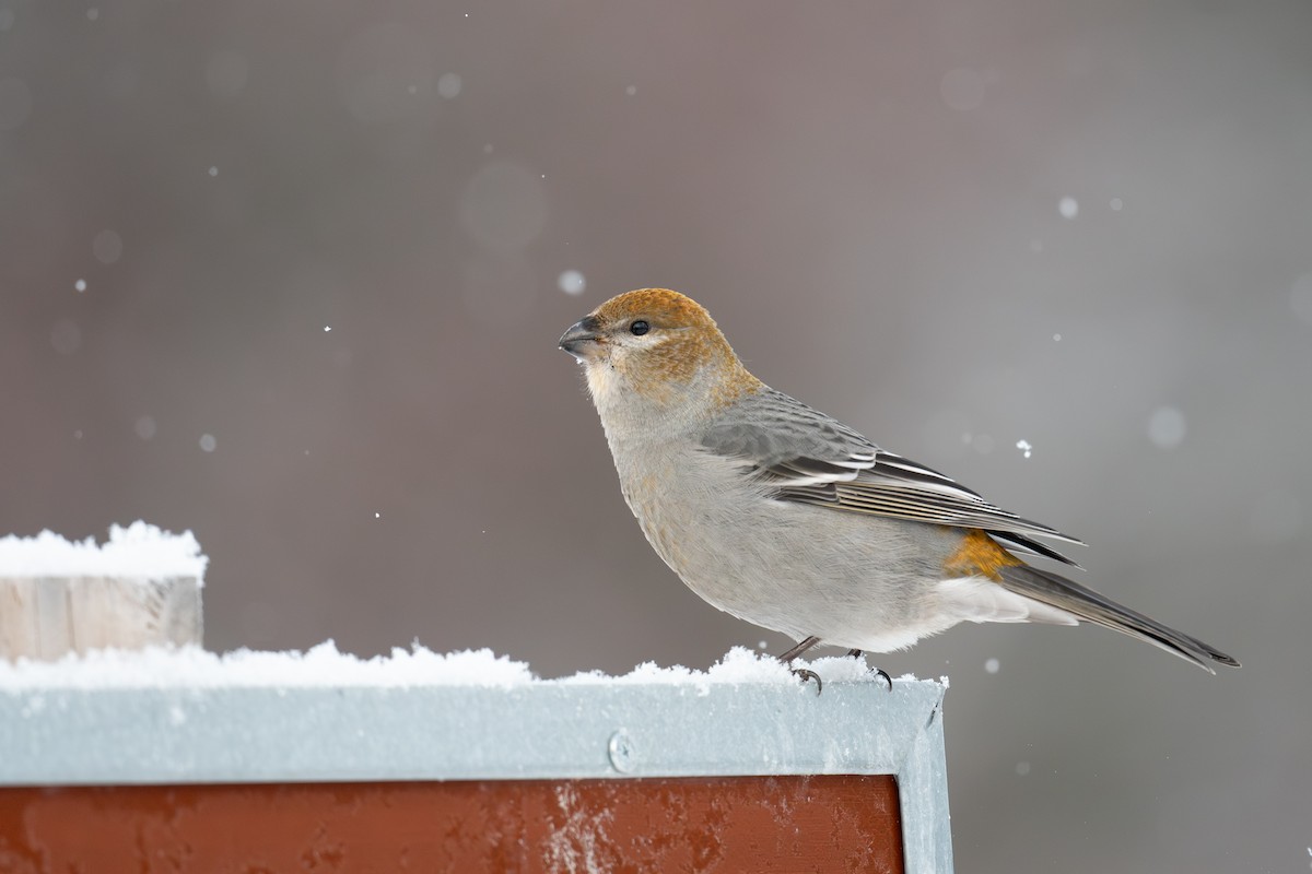 Pine Grosbeak - ML646547955