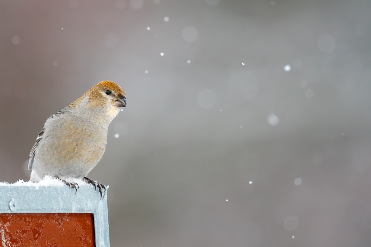Pine Grosbeak - ML646547956