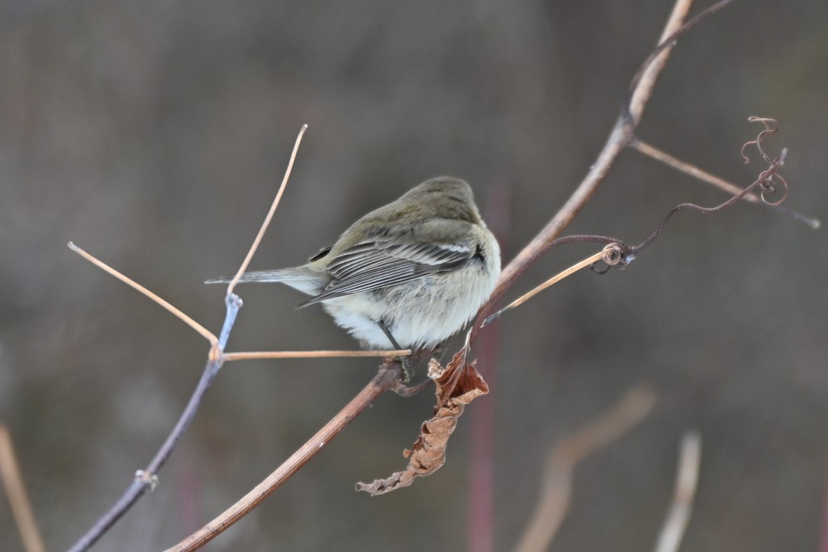 Kiefernwaldsänger - ML646547958