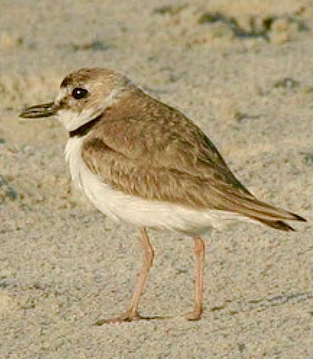 Kıyı Cılıbıtı - ML646547960