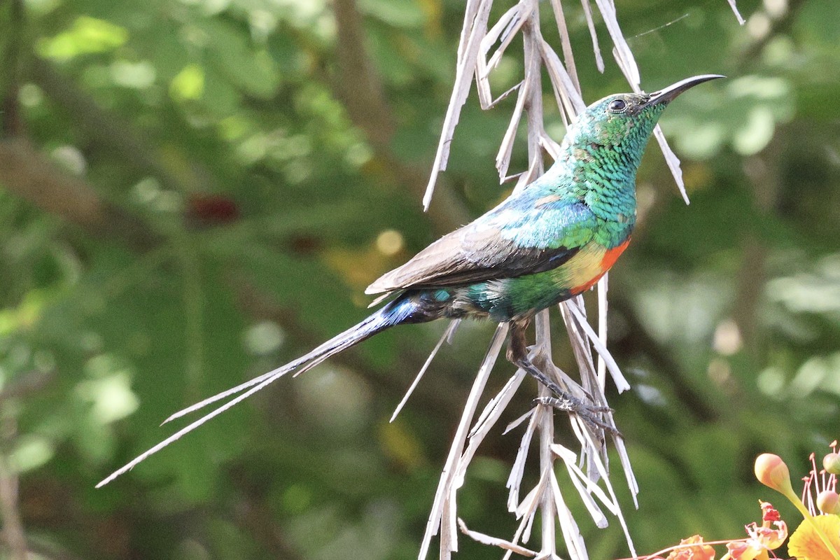 Beautiful Sunbird - ML646547962