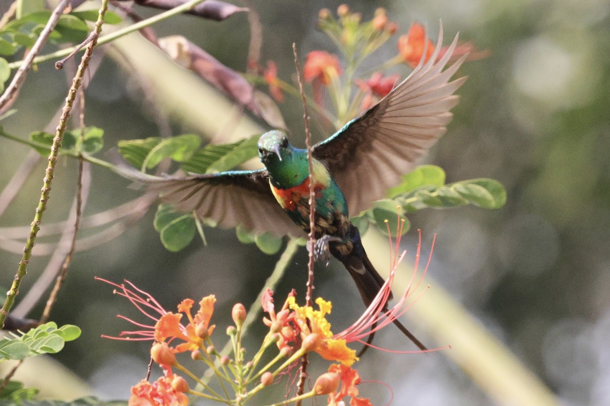 Beautiful Sunbird - ML646547963