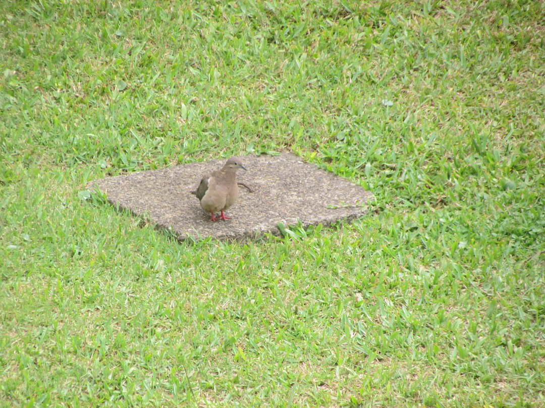 ミミグロバト - ML646547965