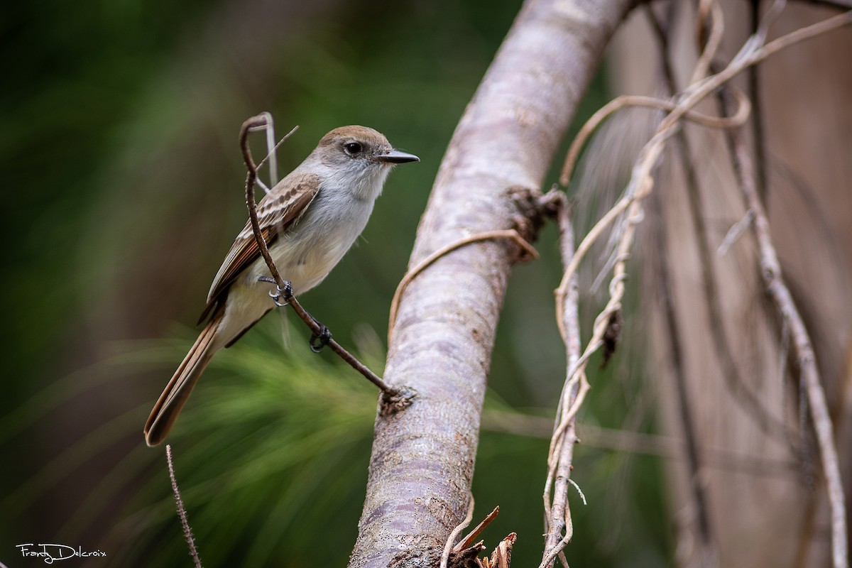 La Sagra's Flycatcher - ML646547967