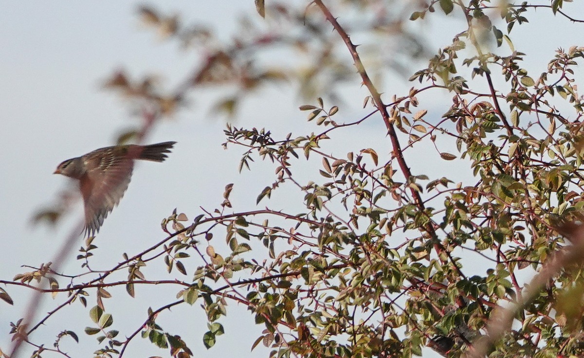 White-crowned Sparrow - ML646547968
