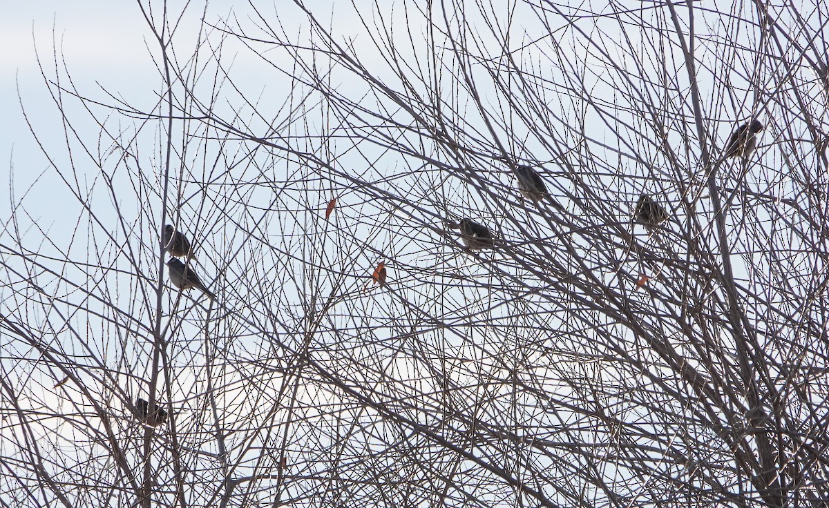 White-crowned Sparrow - ML646547969