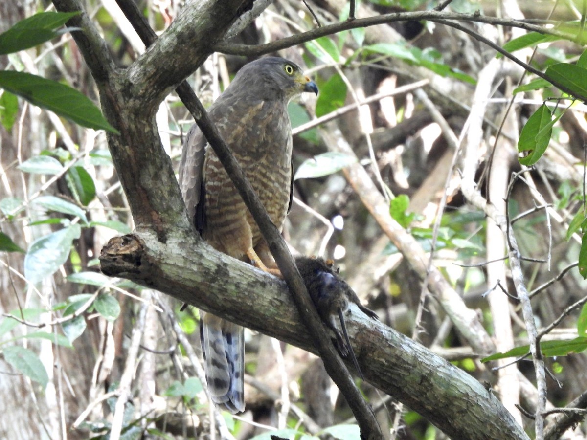 Roadside Hawk - ML646547973