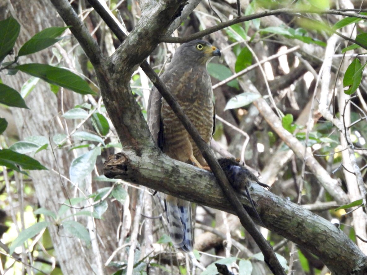 Roadside Hawk - ML646547974