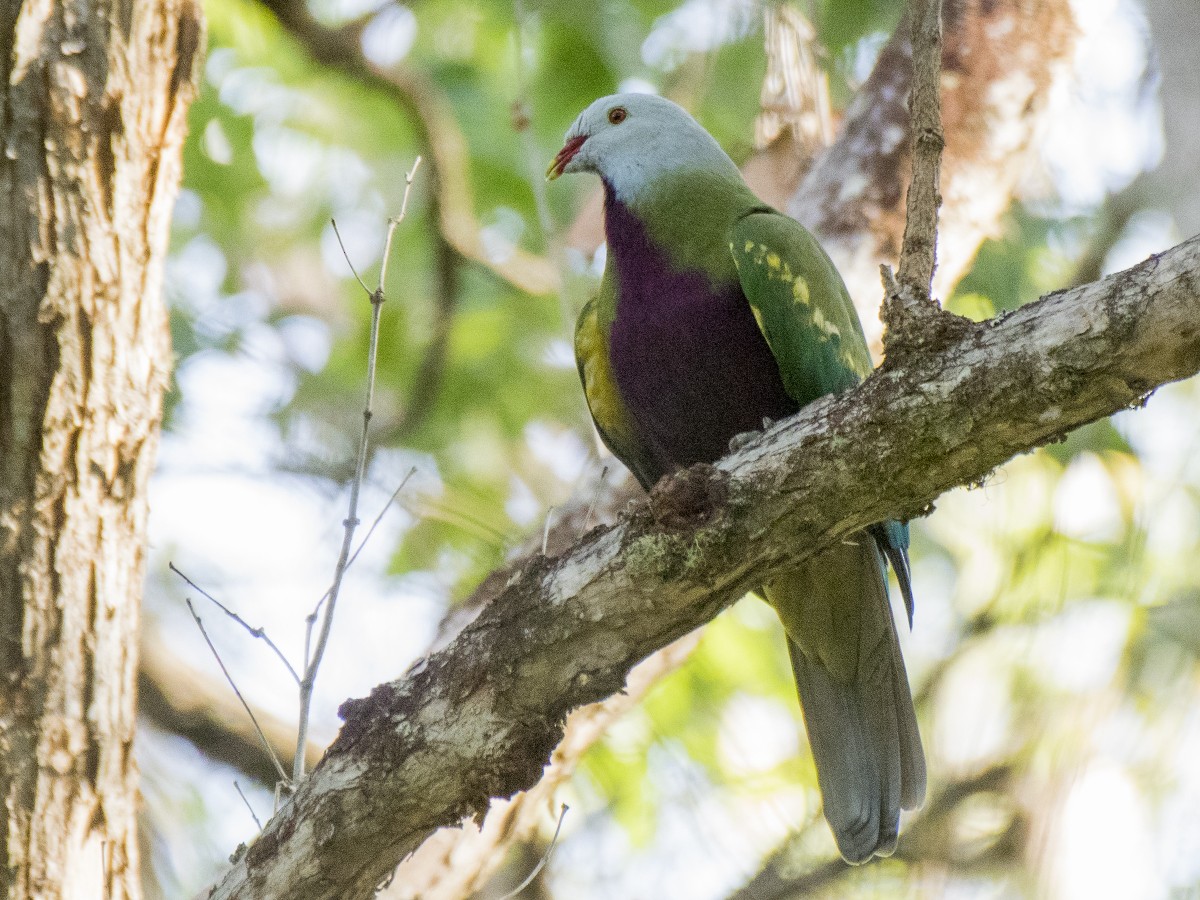 Mor Göğüslü Meyve Kumrusu - ML646547978