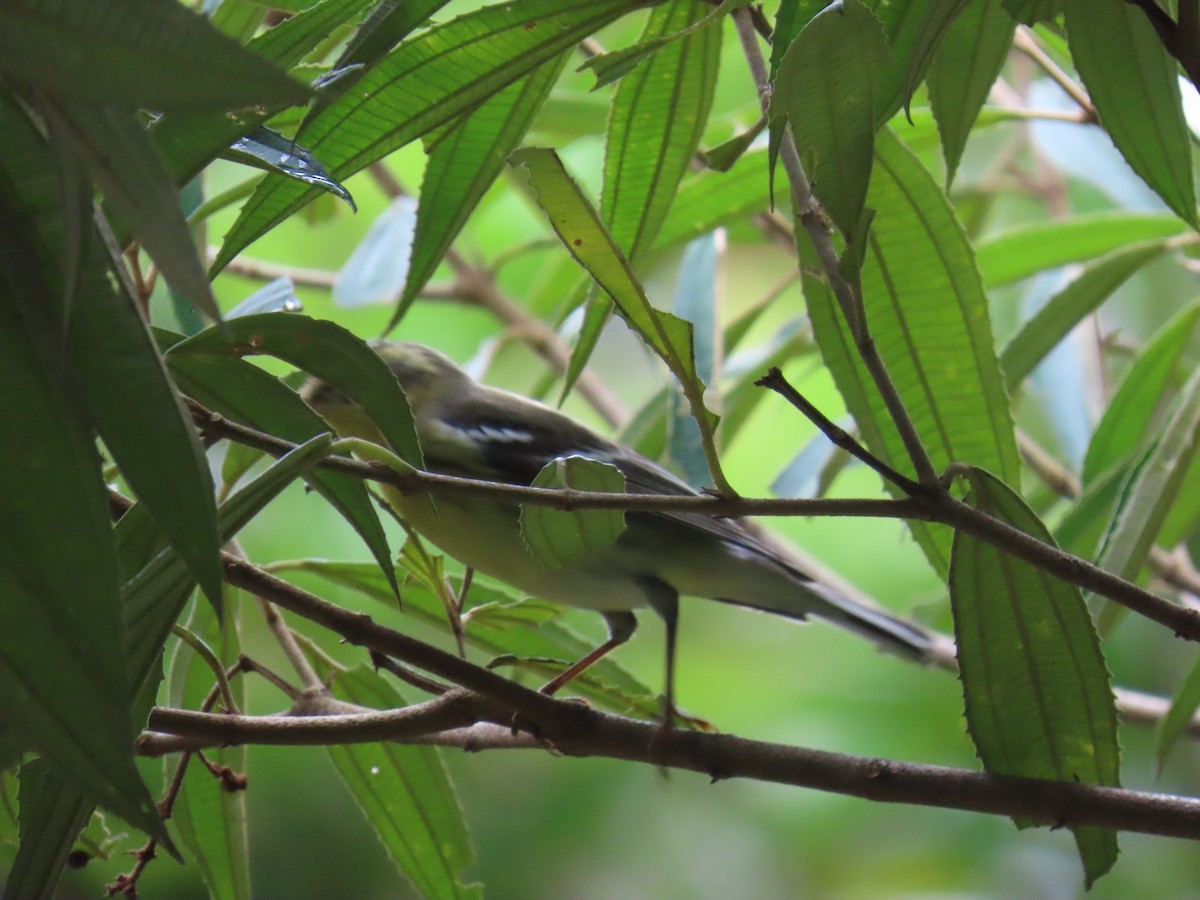 Fichtenwaldsänger - ML646547980