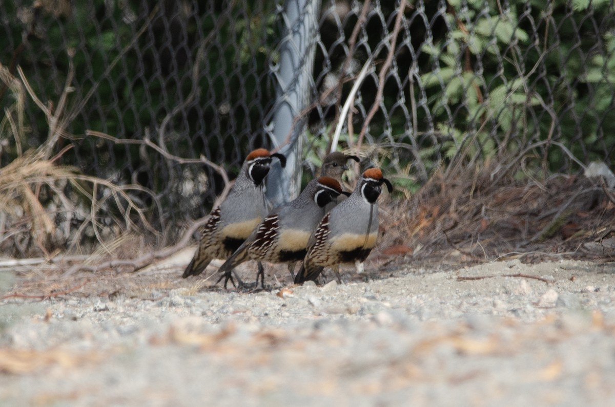 Gambel's Quail - ML646547982