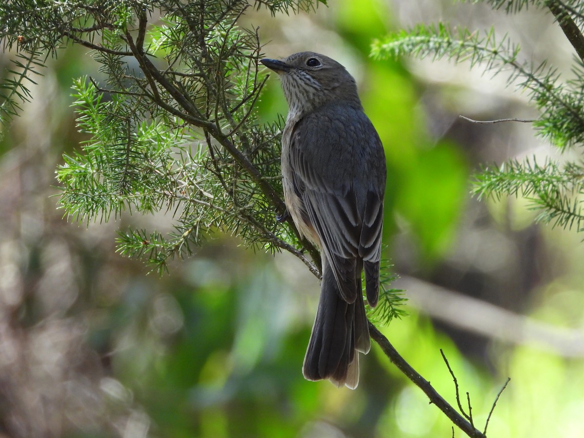 Rufous Whistler - ML646547984