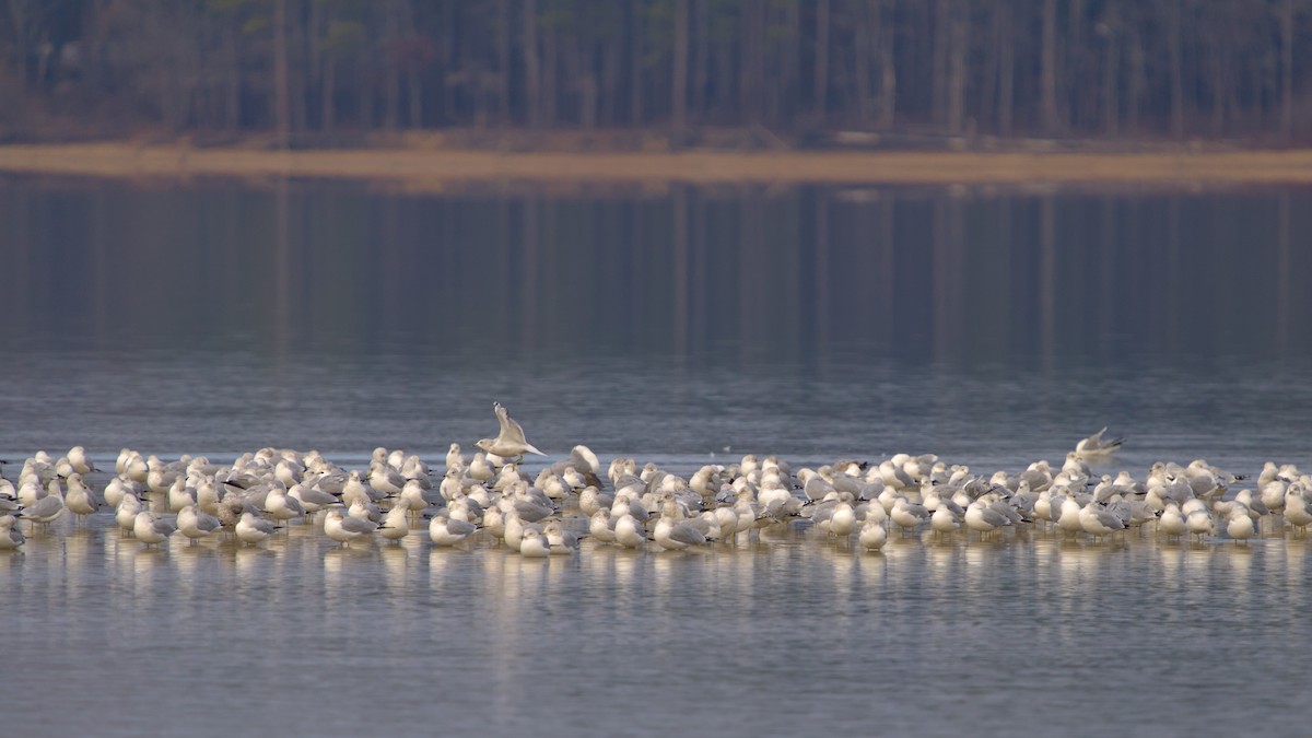 racek kroužkozobý - ML646547985