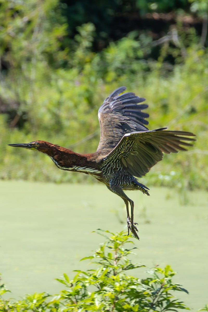 Rufescent Tiger-Heron - ML646547986