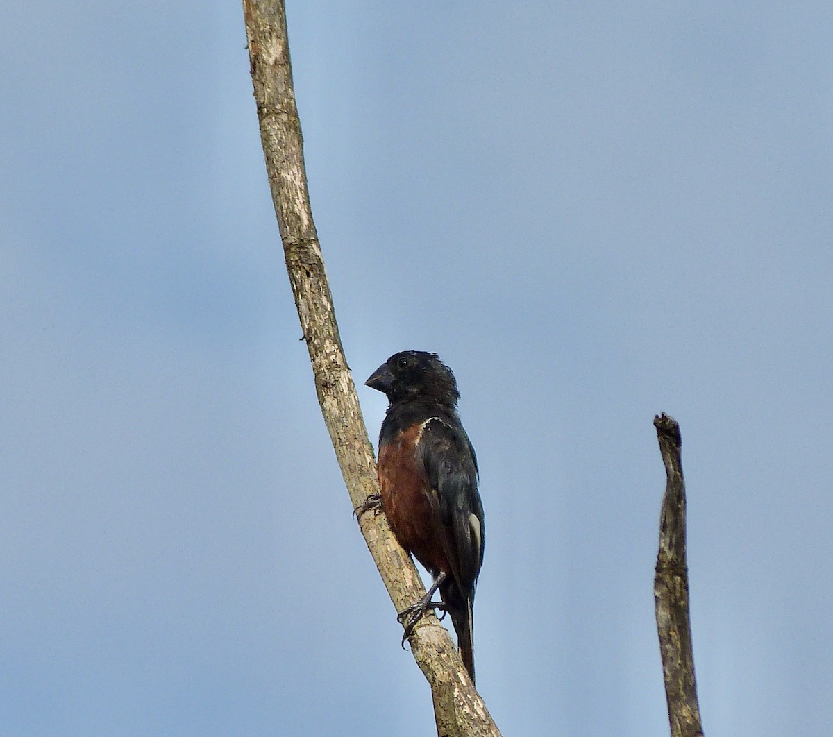 Chestnut-bellied Seed-Finch - ML646547987