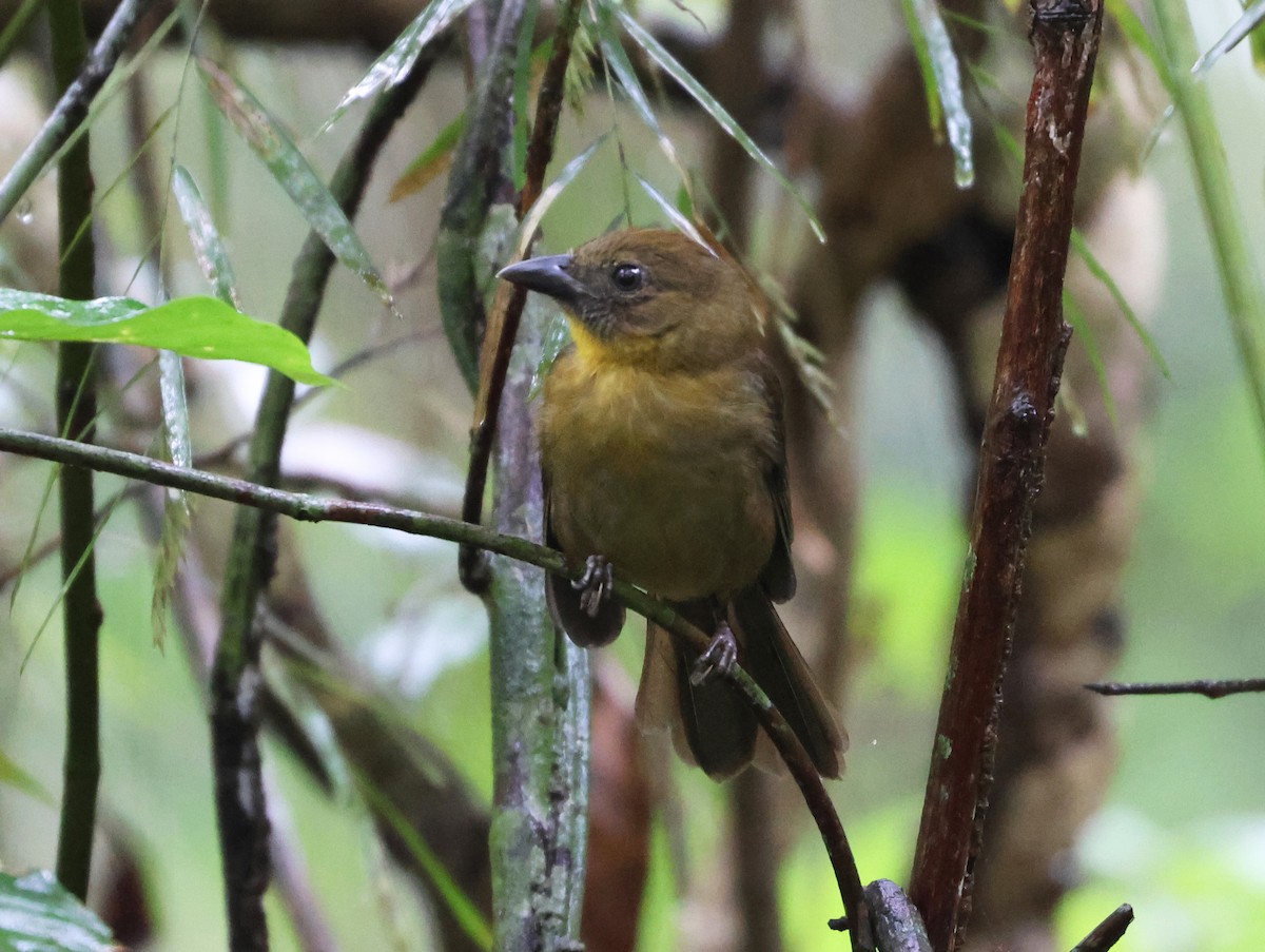 Red-throated Ant-Tanager - ML646547990