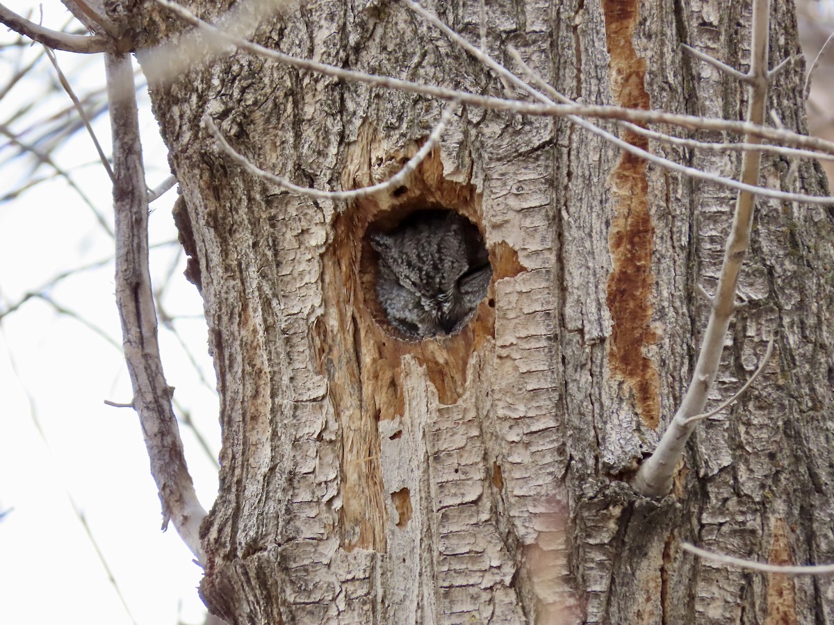 Western Screech-Owl - ML646547991