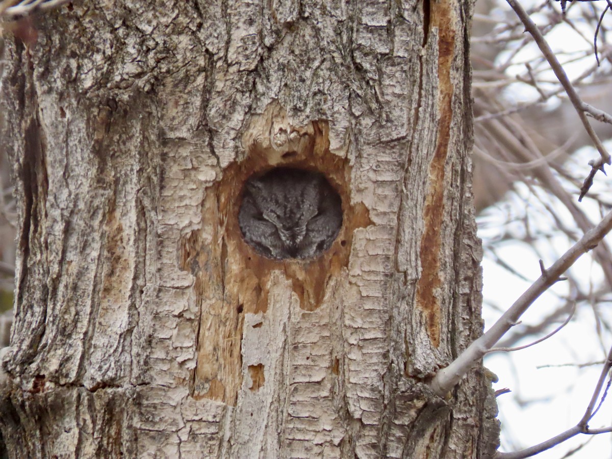 Western Screech-Owl - ML646547992