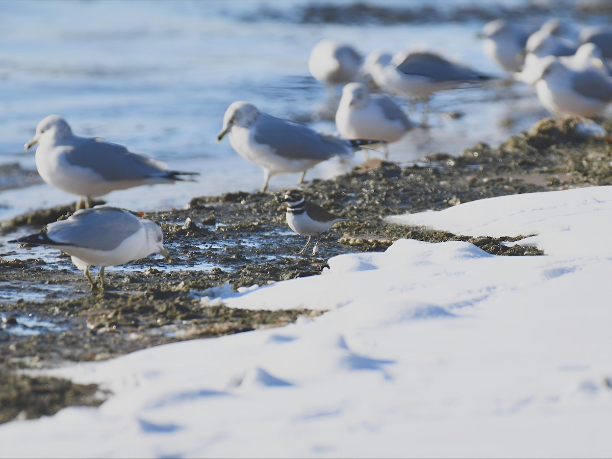 kulík rezavoocasý - ML646547994