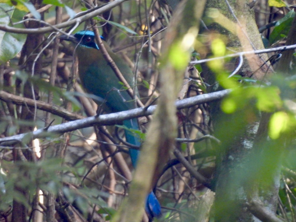 Lesson's Motmot - ML646547996