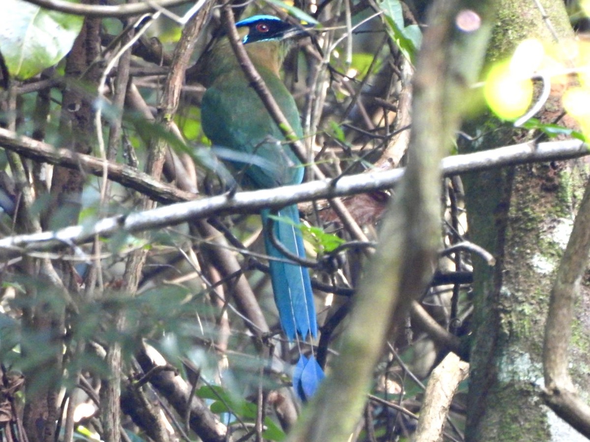 Lesson's Motmot - ML646547997