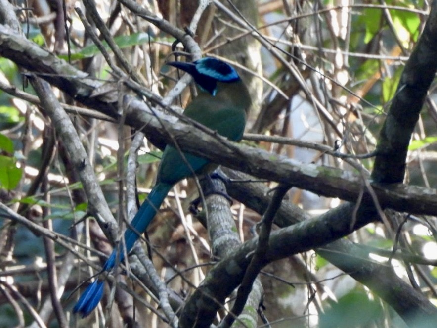 Lesson's Motmot - ML646547998