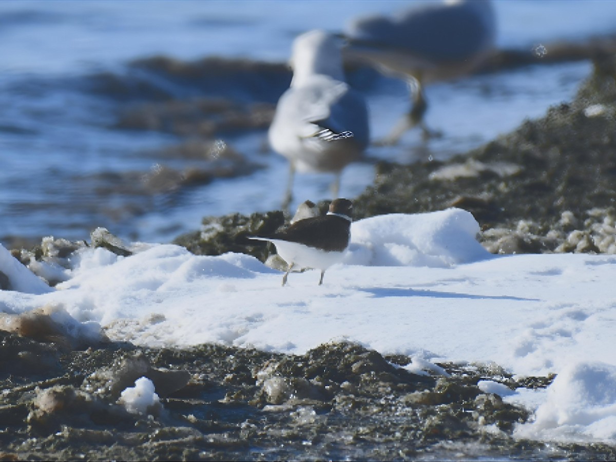 kulík rezavoocasý - ML646547999