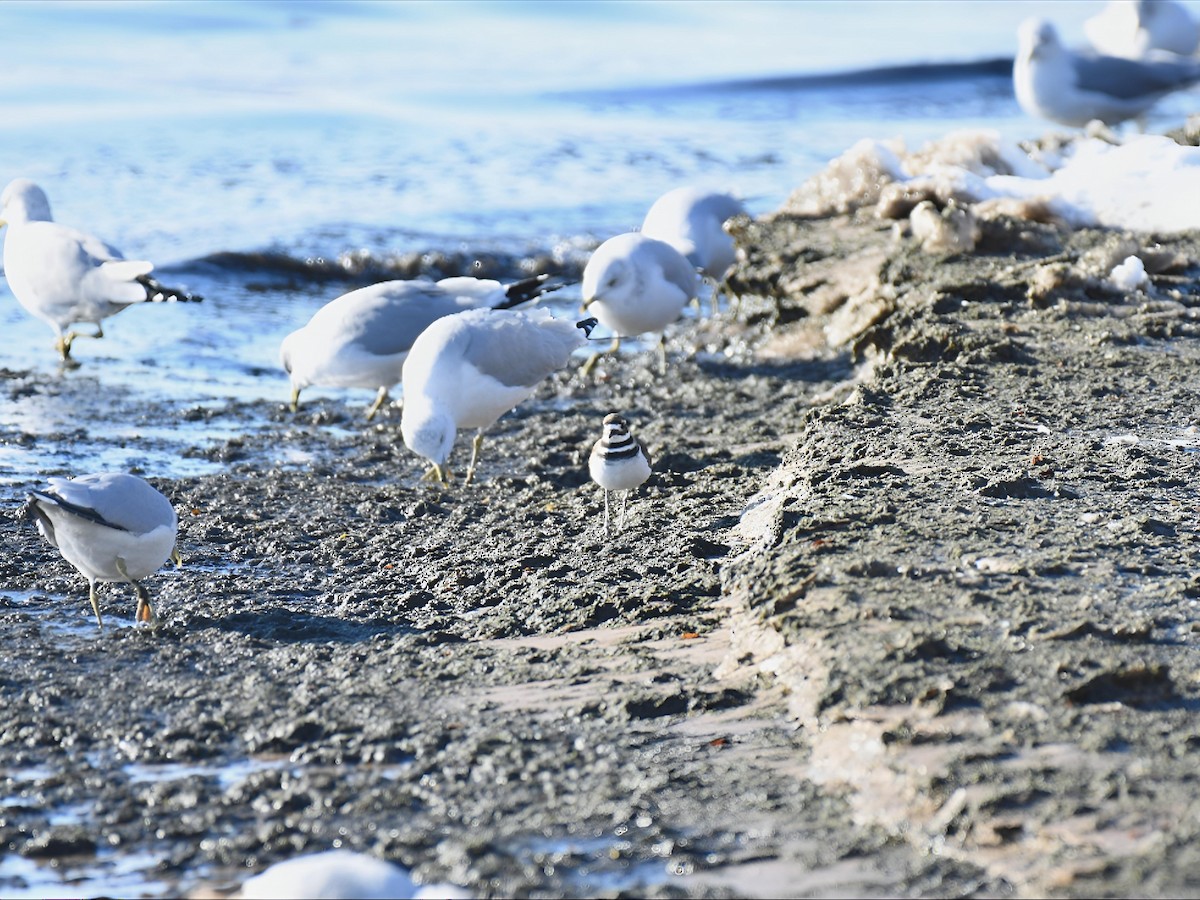 kulík rezavoocasý - ML646548000