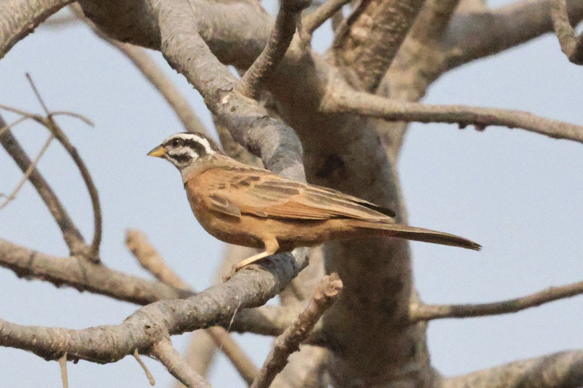 Gosling's Bunting - ML646548001