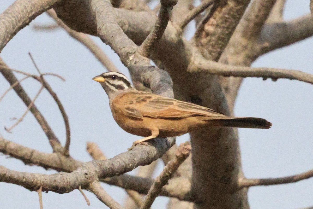 Gosling's Bunting - ML646548002