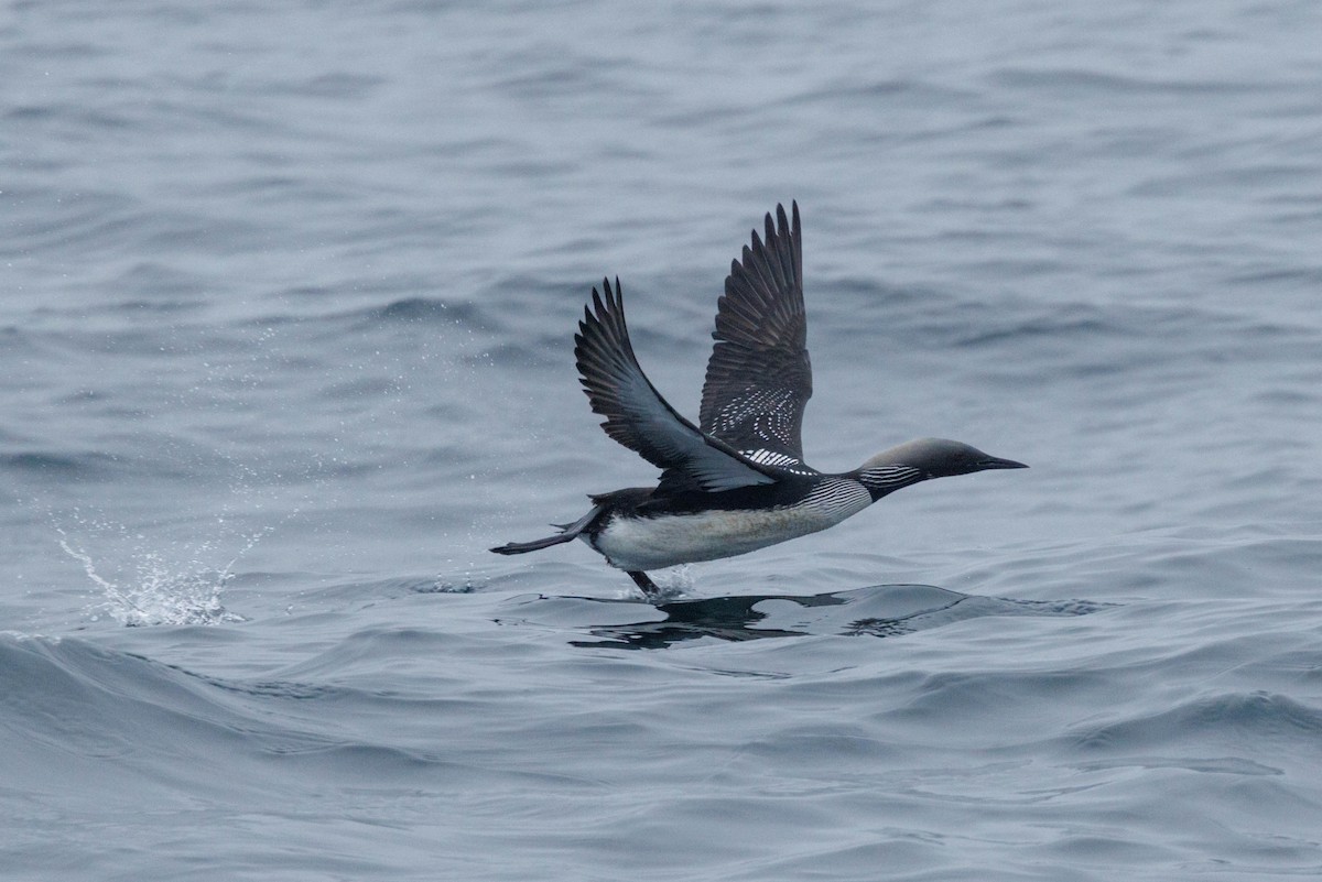 Белошейная гагара - ML646548003