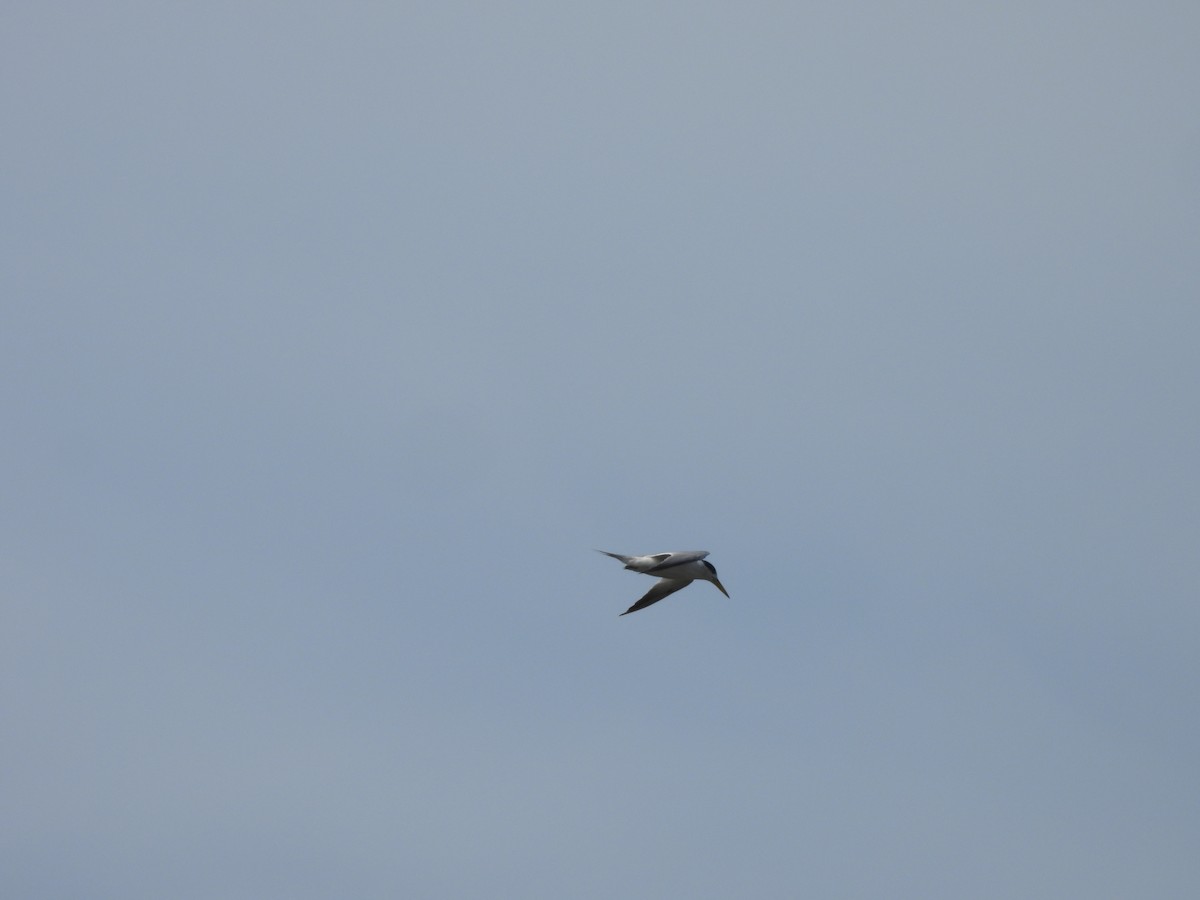 amazondvergterne - ML646548004