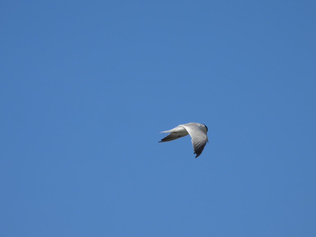 amazondvergterne - ML646548005