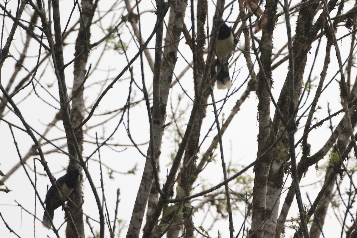 sojka černoprsá - ML646548012