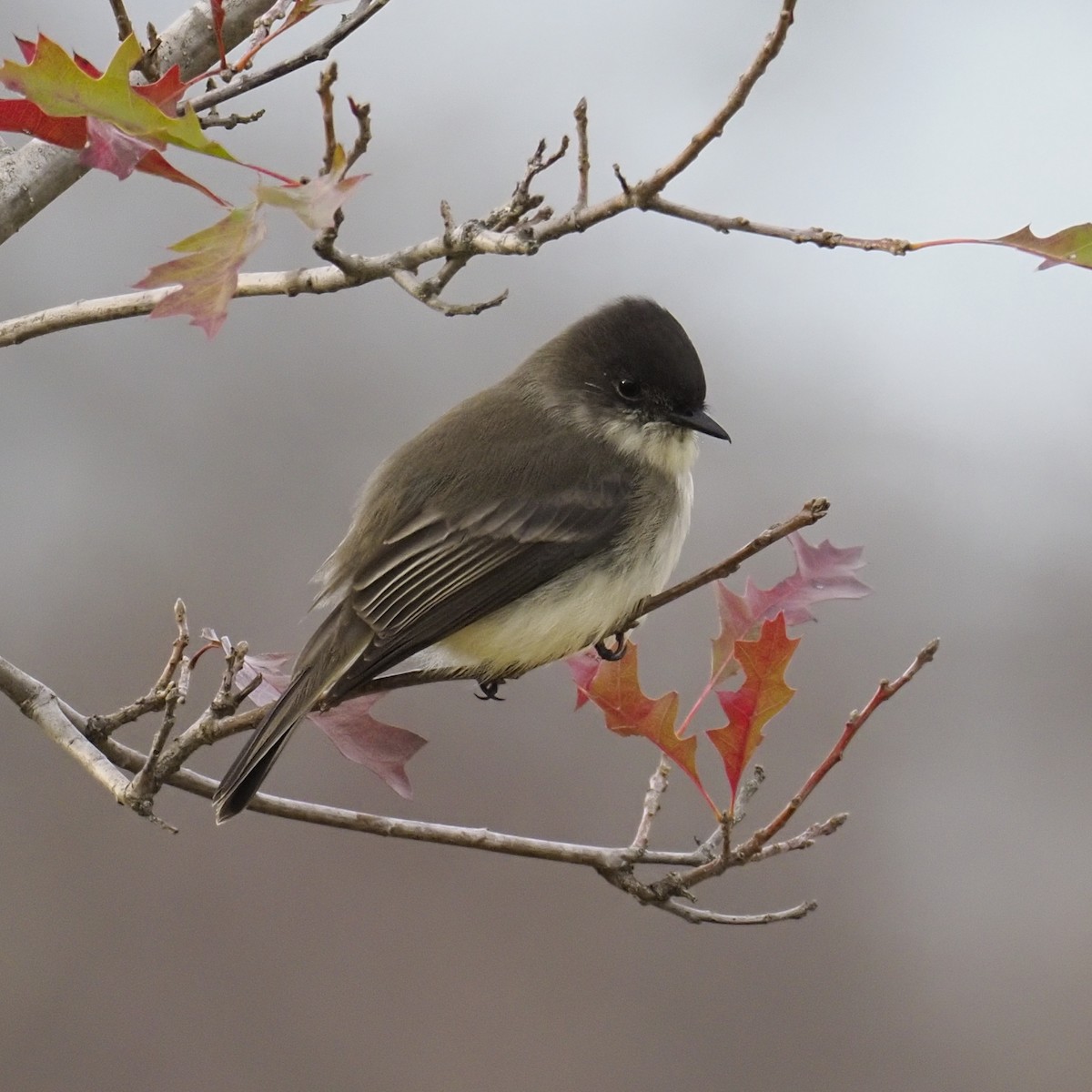 ツキヒメハエトリ - ML646548014