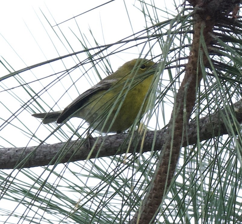 Çam Ötleğeni - ML646548018