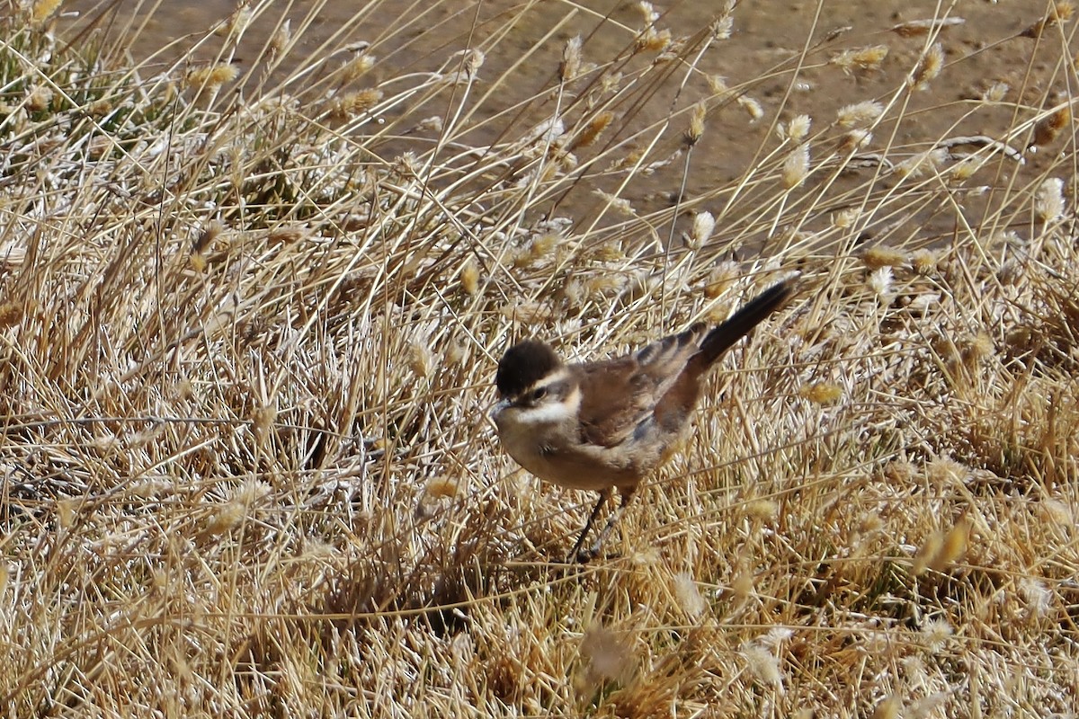 Светлокрылая трясохвостка - ML646548020