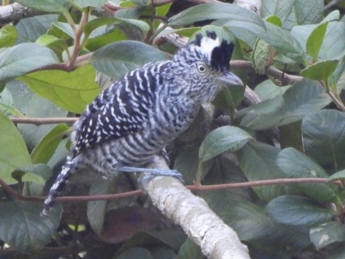 Barred Antshrike - ML646548024