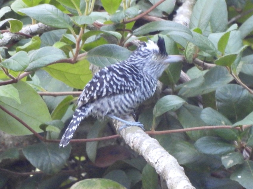 Barred Antshrike - ML646548025