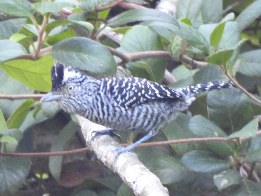 Barred Antshrike - ML646548026