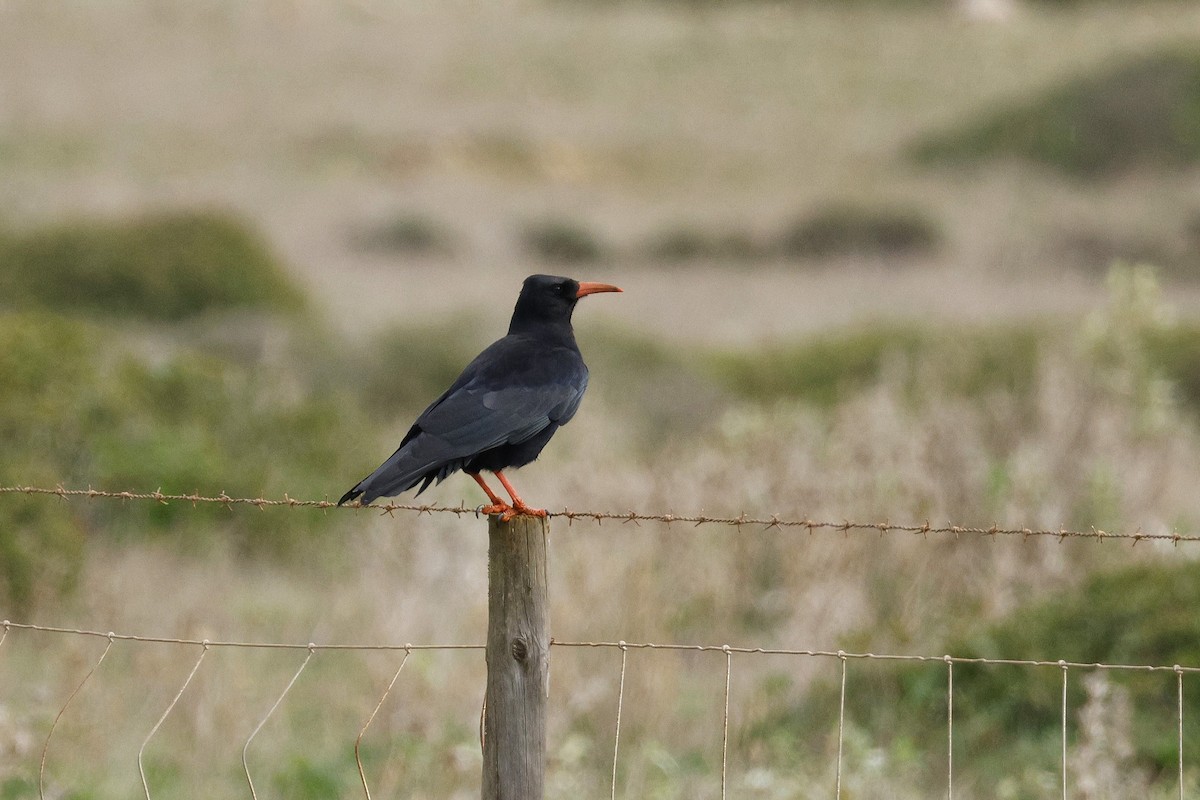 Red-billed Chough - ML646548027