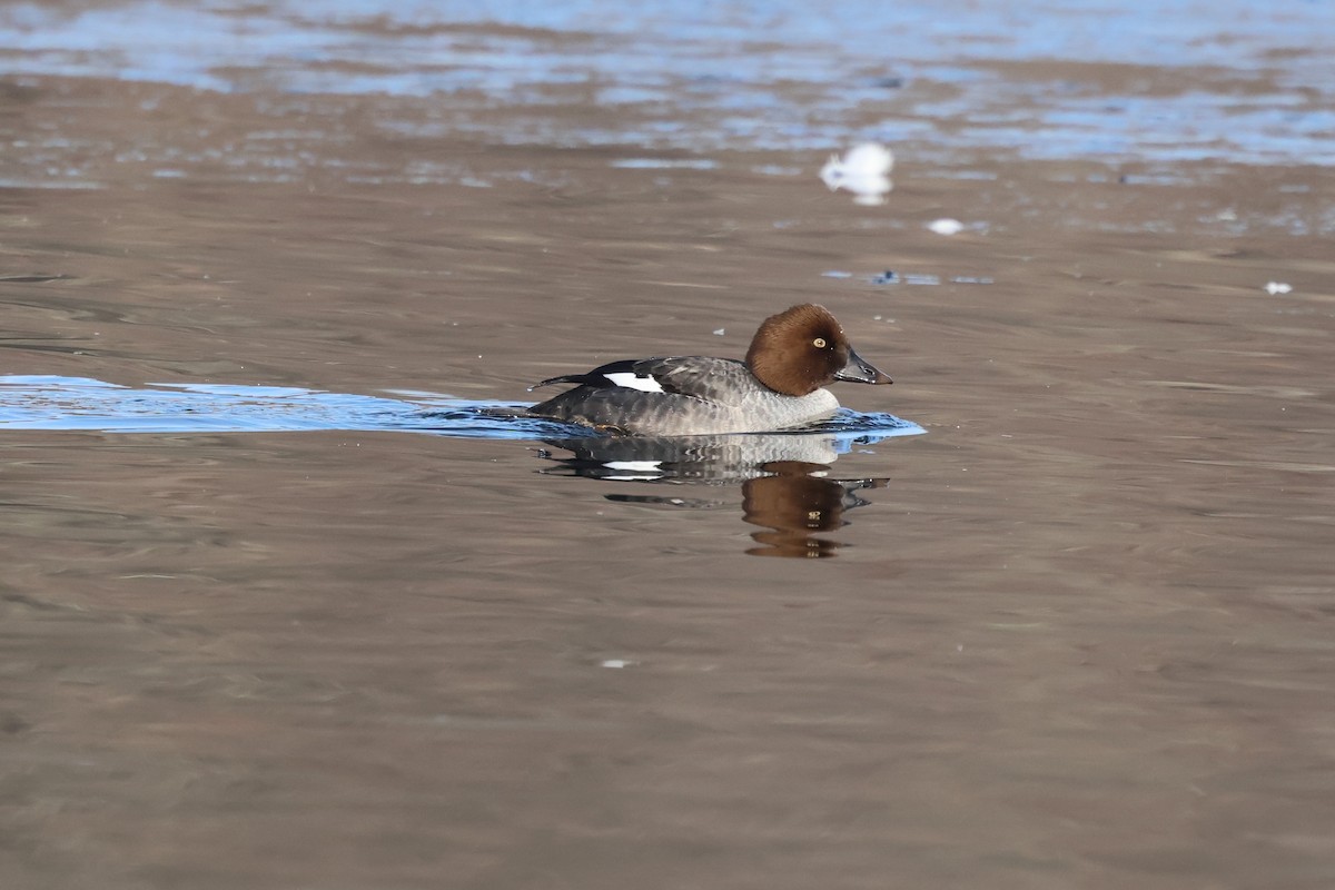 Common Goldeneye - ML646548030