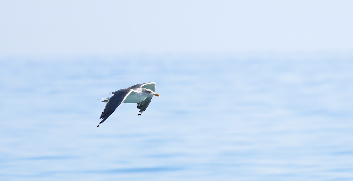 Kara Sırtlı Martı - ML646548035