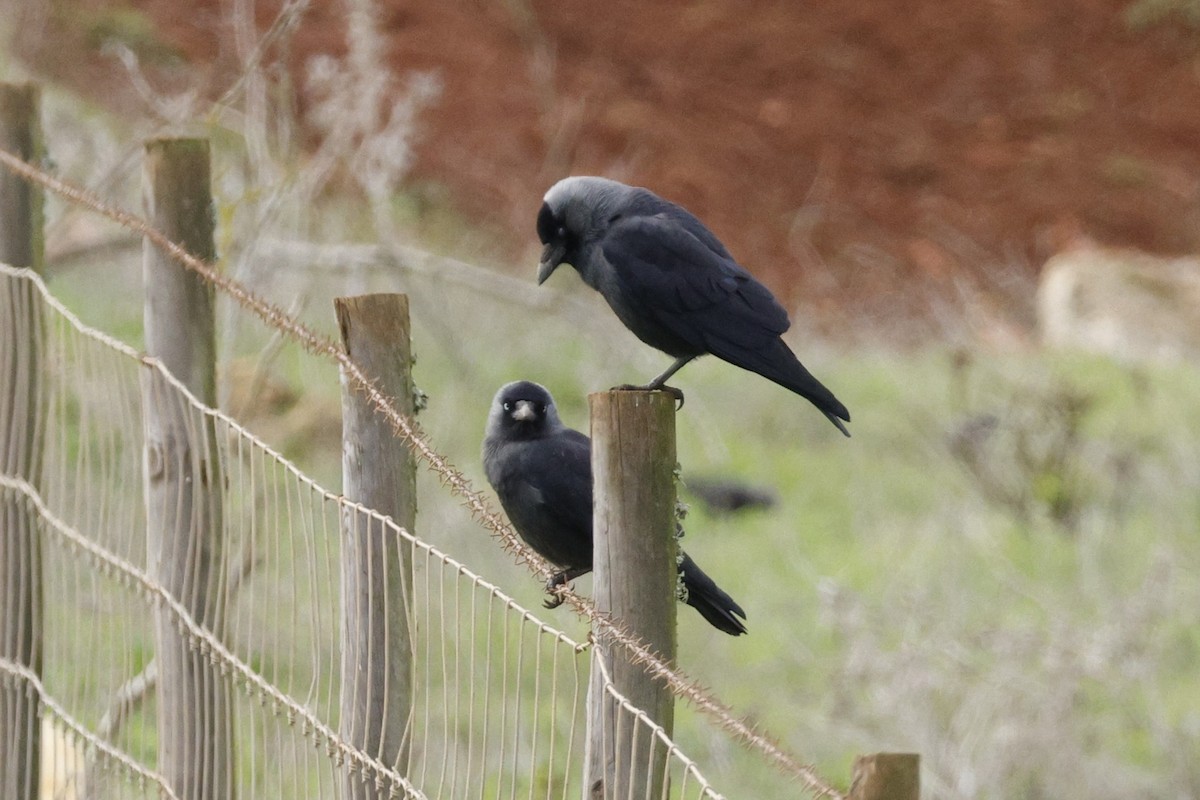 Харлаг хэрээ - ML646548039