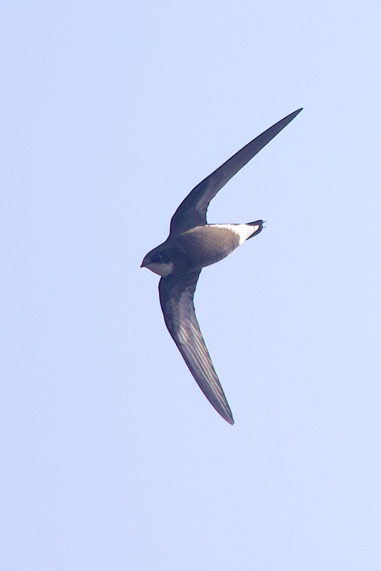 White-throated Needletail - ML646548040