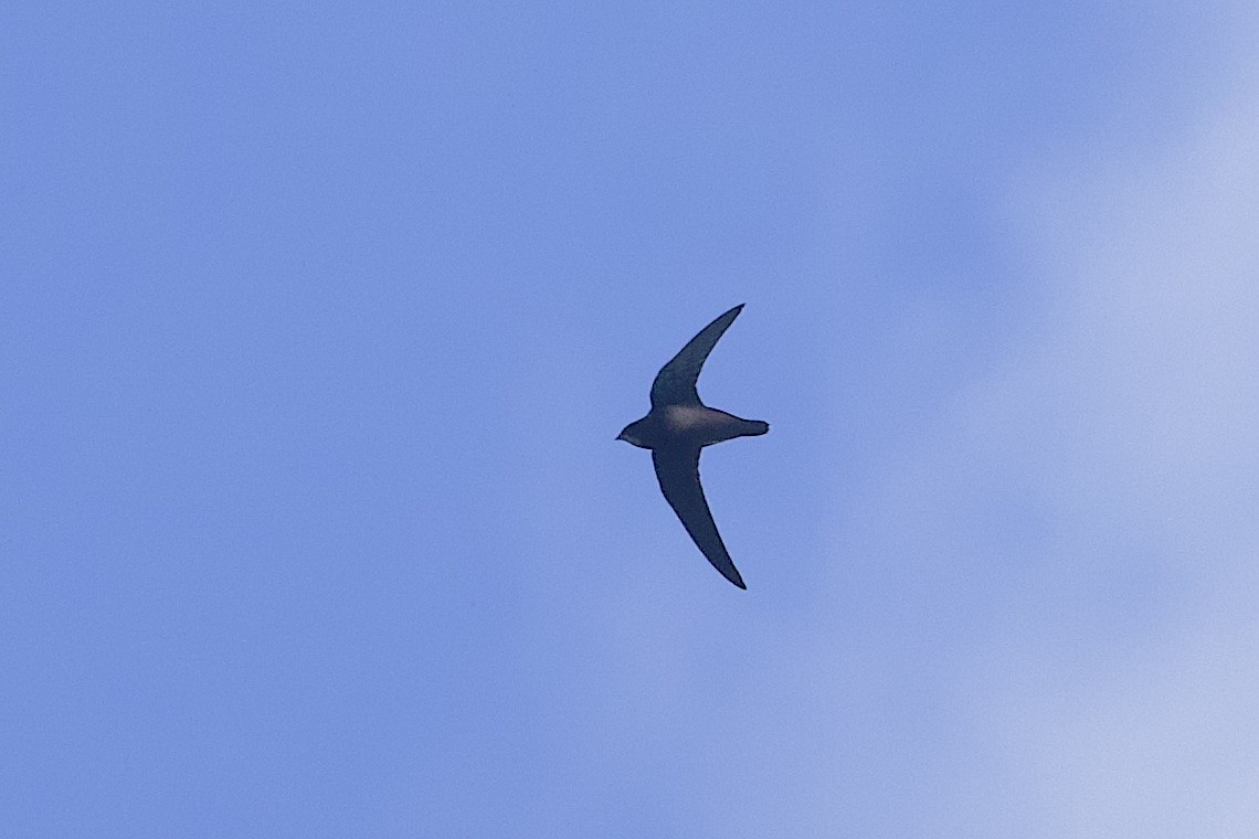 White-throated Needletail - ML646548042